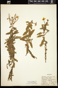 Epilobium hirsutum image