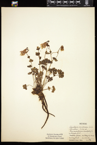 Aquilegia canadensis image