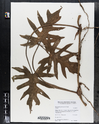 Image of Epipremnum pinnatum