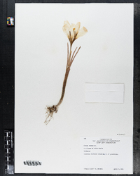 Crocus vernus image