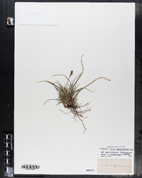 Carex pensylvanica image