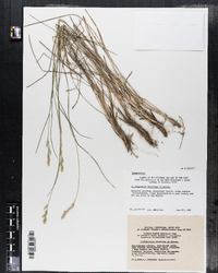 Image of Danthonia decumbens