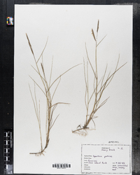 Spartina patens image