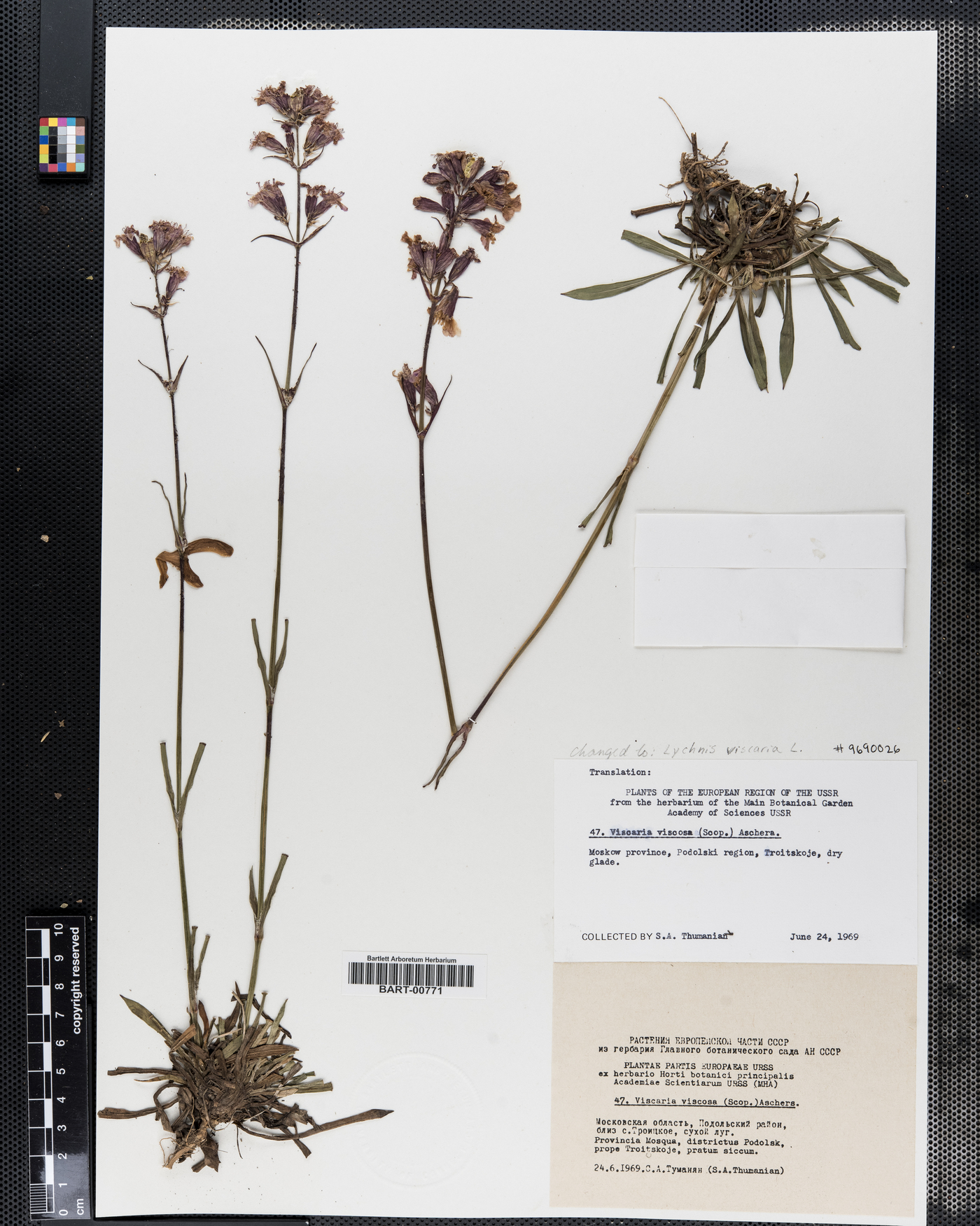 Lychnis viscaria image