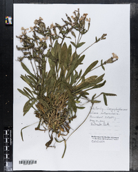 Image of Silene rotundifolia