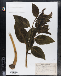 Phytolacca americana image