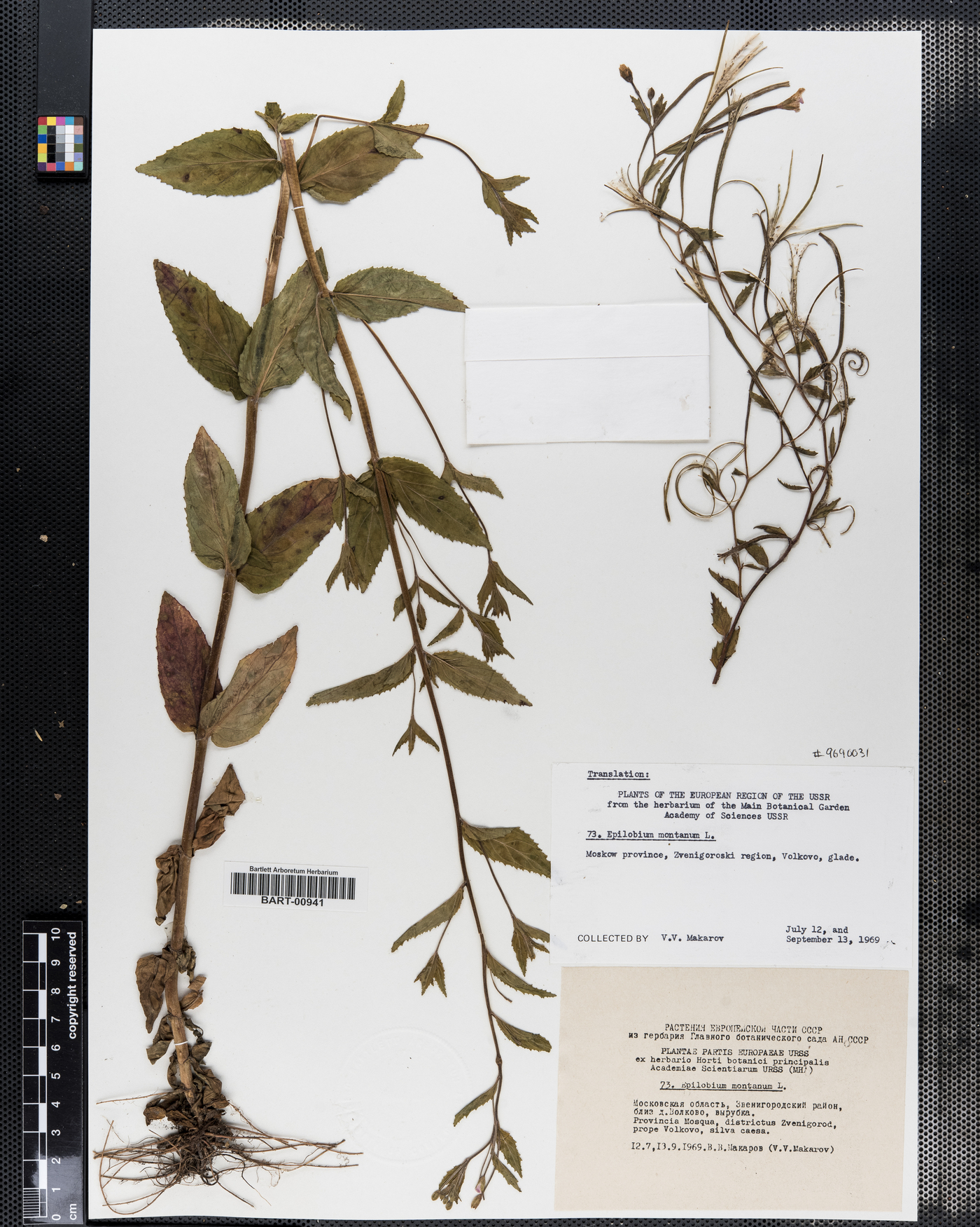 Epilobium montanum image