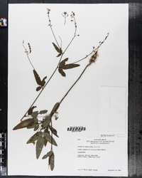 Desmodium paniculatum image