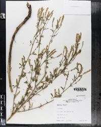 Melilotus officinalis image