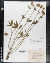 Trifolium montanum image