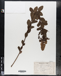Image of Spiraea salicifolia