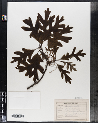 Quercus alba image