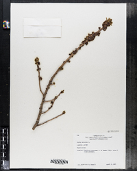 Daphne mezereum image