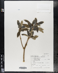 Skimmia japonica image