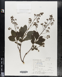 Cotinus coggygria image