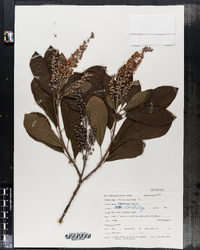 Clethra alnifolia image