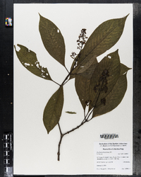 Image of Psychotria berteroana