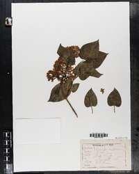 Syringa vulgaris image