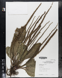 Plantago rugelii image