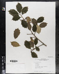 Ilex opaca image