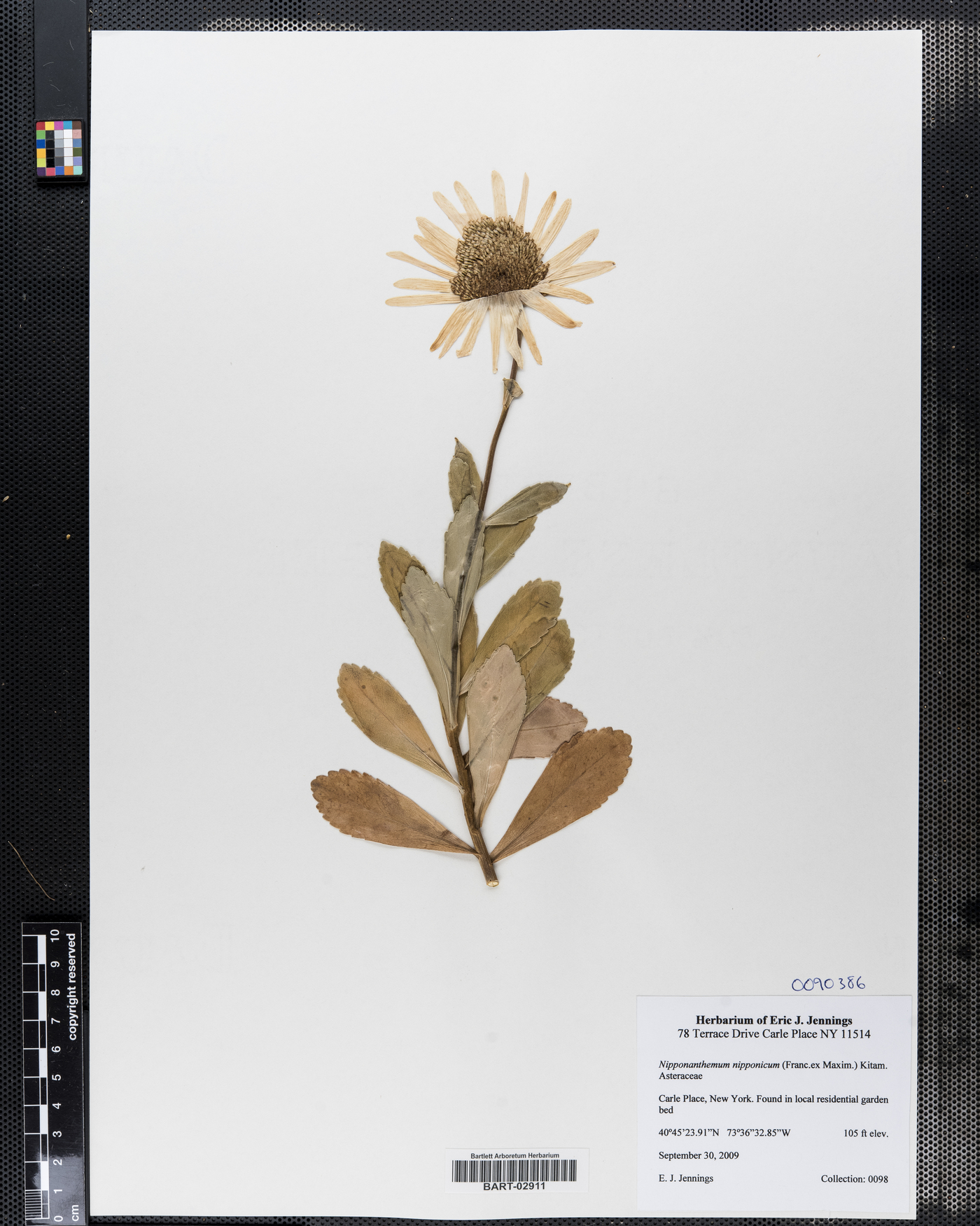 Nipponanthemum nipponicum image