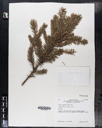 Picea asperata image