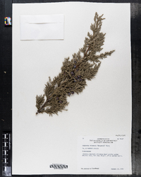 Image of Juniperus chinensis