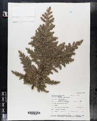 Image of Juniperus conferta