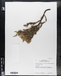 Image of Juniperus davurica