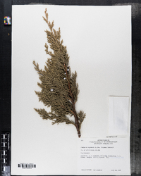 Juniperus squamata image