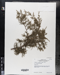 Juniperus virginiana image