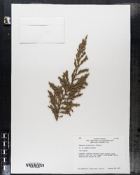 Juniperus horizontalis image