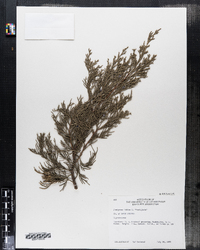 Image of Juniperus sabina