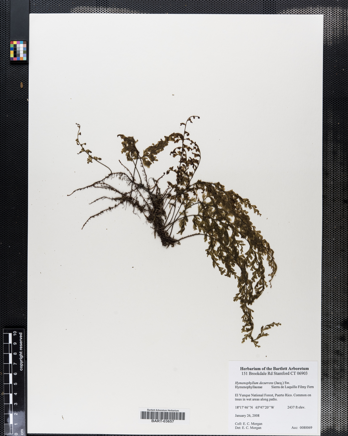 Hymenophyllum decurrens image