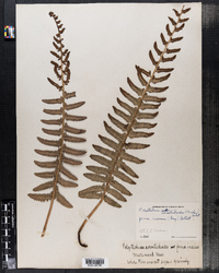 Polystichum acrostichoides image