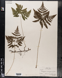 Gymnocarpium dryopteris image