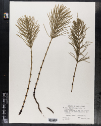 Equisetum palustre image