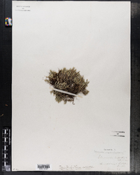 Selaginella rupestris image