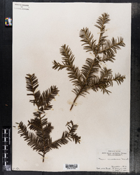 Taxus canadensis image