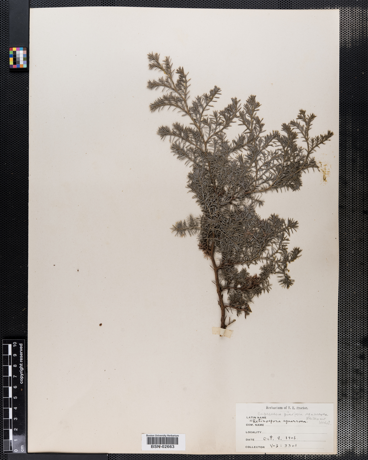 Cupressus pisifera image