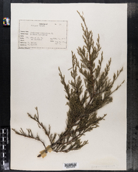 Juniperus virginiana image