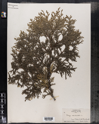 Thuja occidentalis image