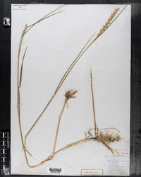 Elymus repens image