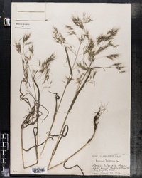 Bromus tectorum image