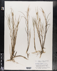 Distichlis spicata image