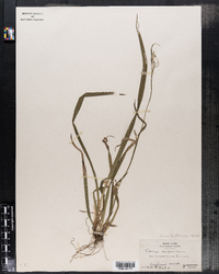 Carex laxiflora var. leptonervia image