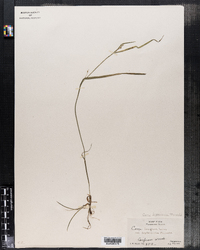 Carex laxiflora var. leptonervia image