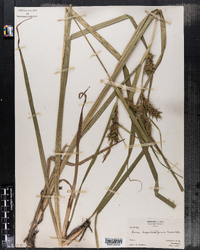 Carex lupuliformis image