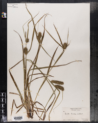 Carex lurida image