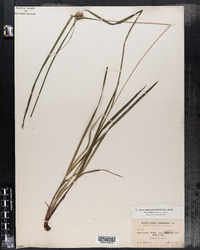 Carex lurida image